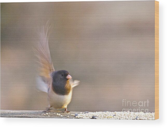 Photography Wood Print featuring the photograph Dark-eyed Junco Taking Flight by Sean Griffin