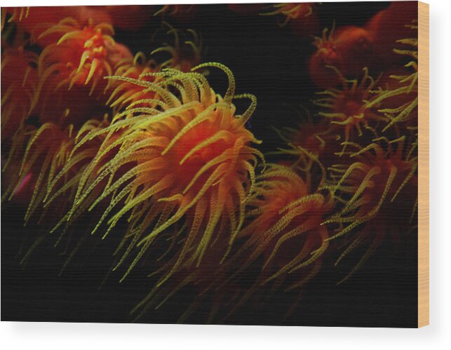 Jennifer Bright Art Wood Print featuring the photograph Deep Ocean Coral Polyp by Jennifer Bright Burr