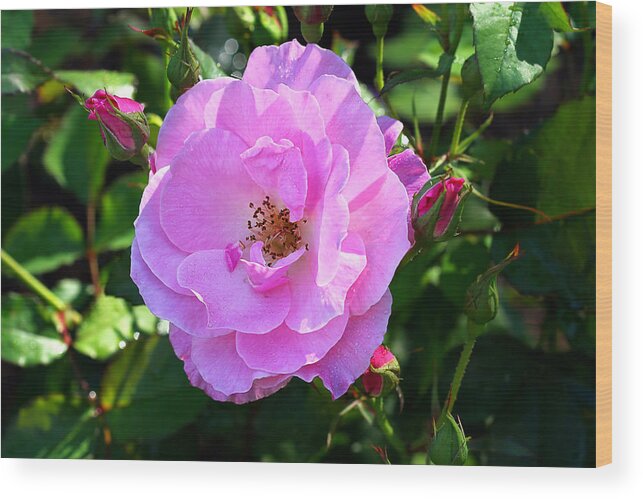 Pink Rose Wood Print featuring the photograph Delicate Pink Wild Rose With Dew by Tracie Schiebel