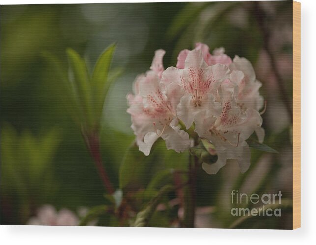 Rhododendron Wood Print featuring the photograph Delicately Peach by Mike Reid