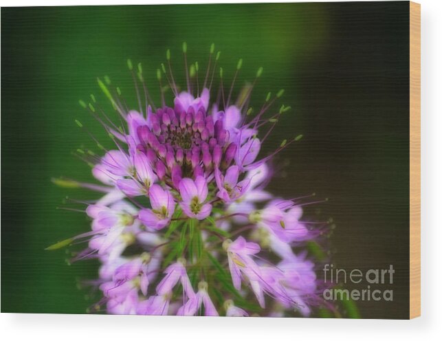 Rocky Mountain Wood Print featuring the photograph Desert Bloosom by Donna Greene