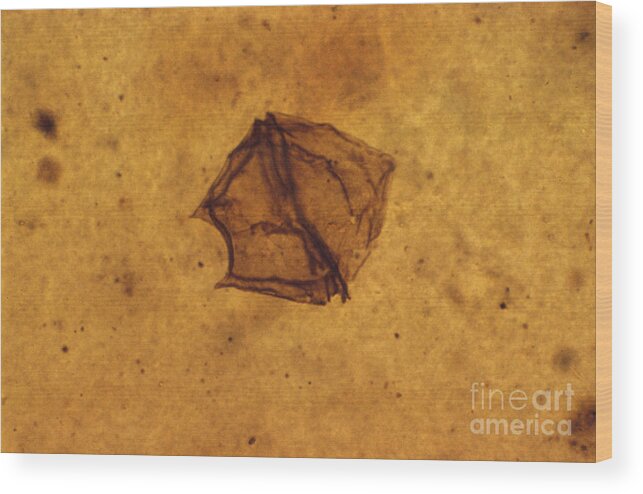 Palaeoperidinium Wood Print featuring the photograph Dinoflagellate Fossil by Eric V Grave