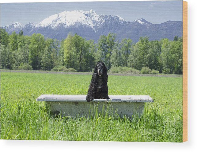 Dog Wood Print featuring the photograph Dog in bathtub by Mats Silvan