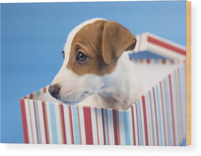 Horizontal Wood Print featuring the photograph Dog In Gift Box by BananaStock