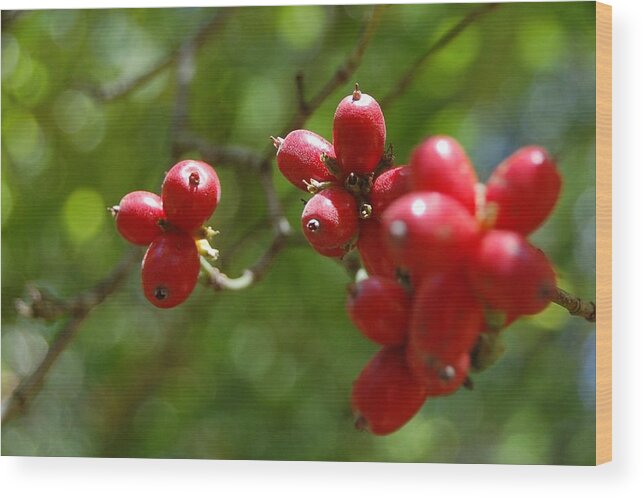 Berries Wood Print featuring the photograph Dogwood Berries by Beverly Hammond