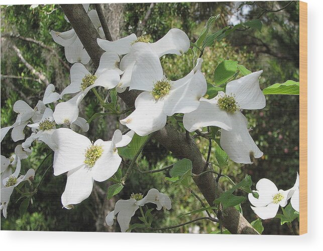 Dogwood Wood Print featuring the photograph Dogwood Blossoms by Carla Parris