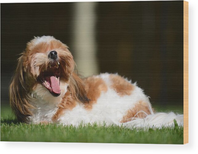 Dog Wood Print featuring the photograph Don't Make Me Laugh by Edward Kovalsky