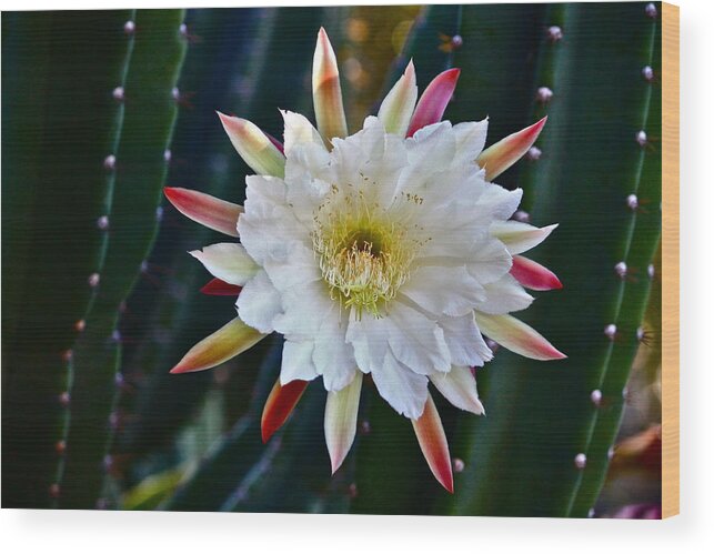 Cactus Wood Print featuring the photograph Doris' Cactus One by Diana Hatcher