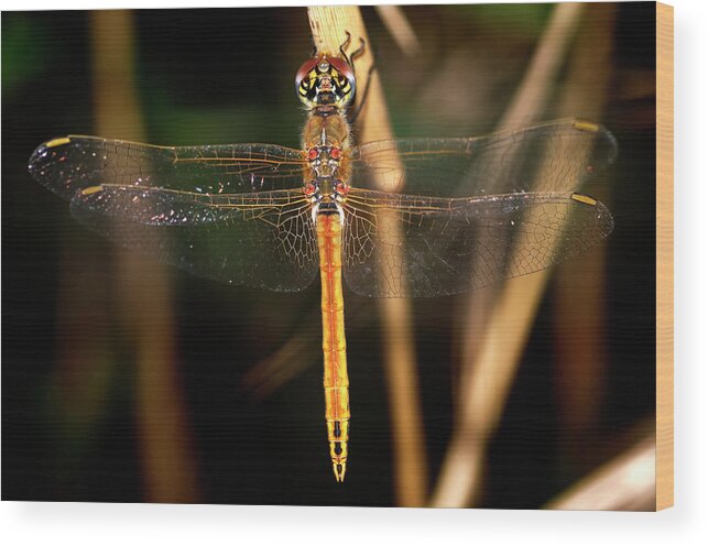 Dragonfly Wood Print featuring the photograph Dragon Fly 1 by Pedro Cardona Llambias