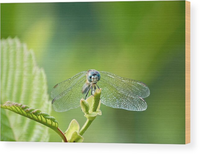 Dragonfly Face Wood Print featuring the photograph Dragonfly Face by Mary McAvoy