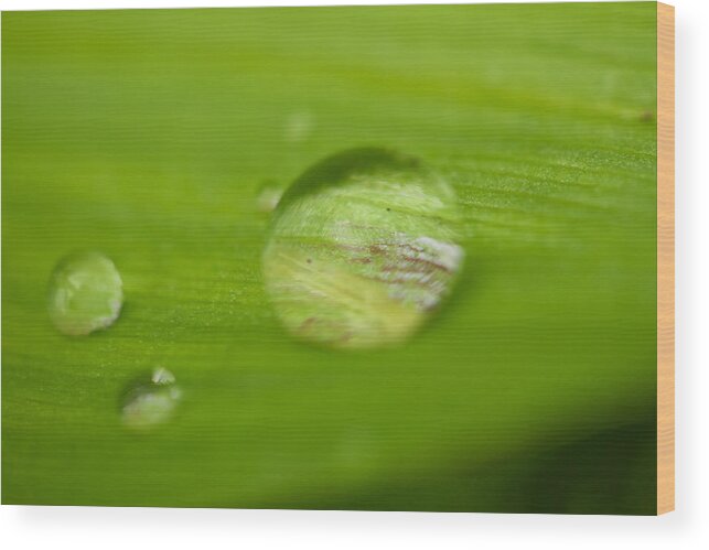 Rain Drop Wood Print featuring the photograph Drops of spring by Josef Pittner