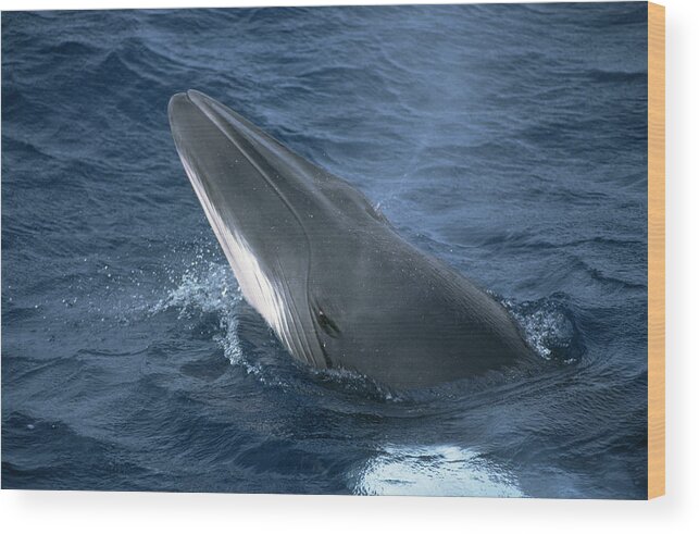 00129712 Wood Print featuring the photograph Dwarf Minke Whale Spyhopping Western by Flip Nicklin