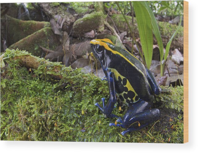 00479309 Wood Print featuring the photograph Dyeing Poison Frog In Rainforest Surinam by Piotr Naskrecki
