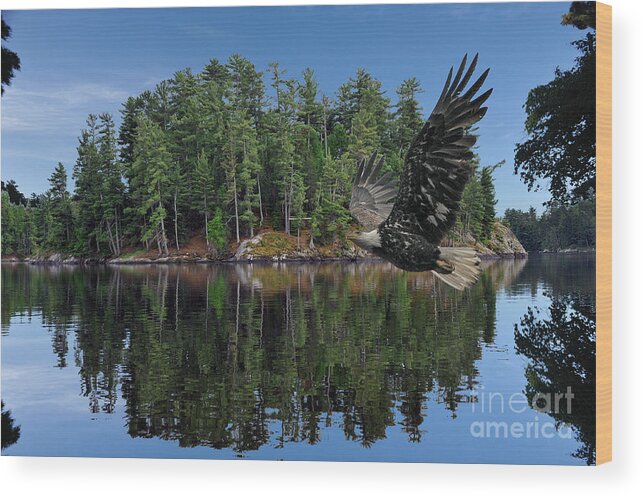 Eagle Wood Print featuring the photograph Eagle flying front of island by Dan Friend