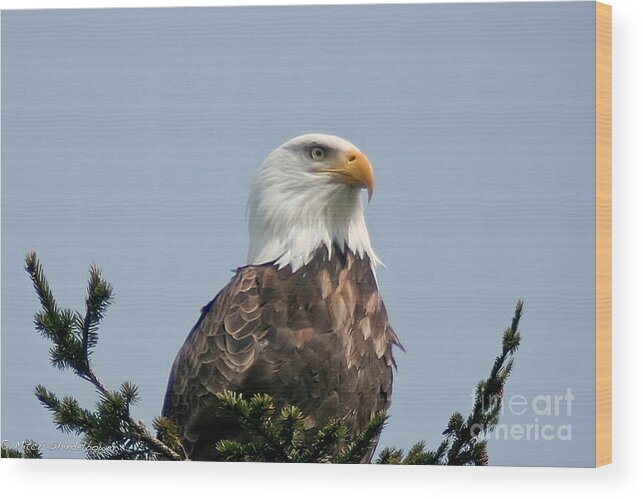 Eagle.bird Wood Print featuring the photograph Eagle by Mitch Shindelbower