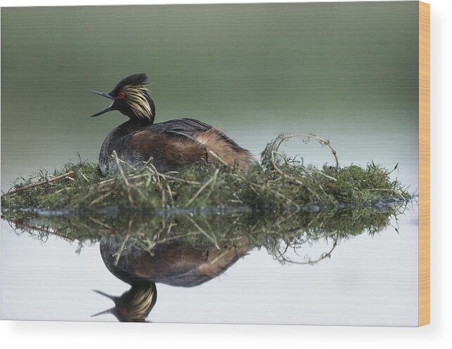 00171951 Wood Print featuring the photograph Eared Grebe In Breeding Plumage Calling by Tim Fitzharris