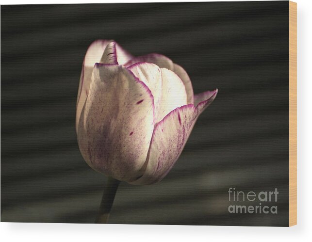 Tulip Wood Print featuring the photograph Earlt Spring Tulip by Edward Sobuta