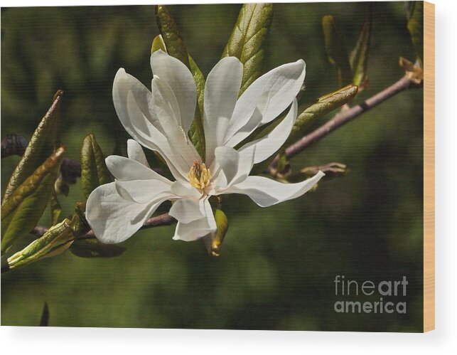 Magnolia Stellata Wood Print featuring the photograph Easter Star by Byron Varvarigos