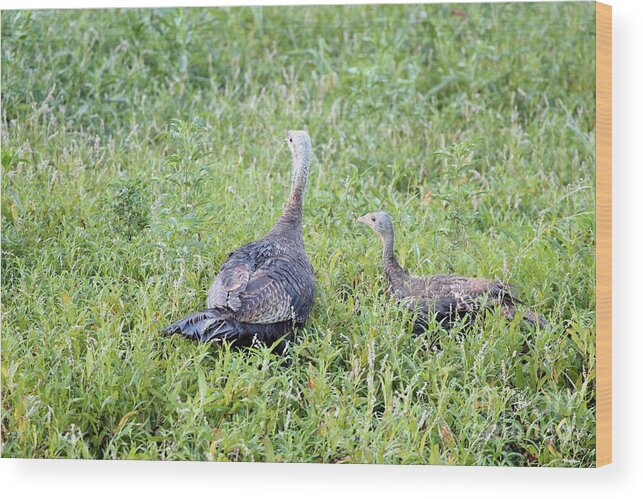 Nature Wood Print featuring the photograph Eastern Wild Turkey by Jack R Brock