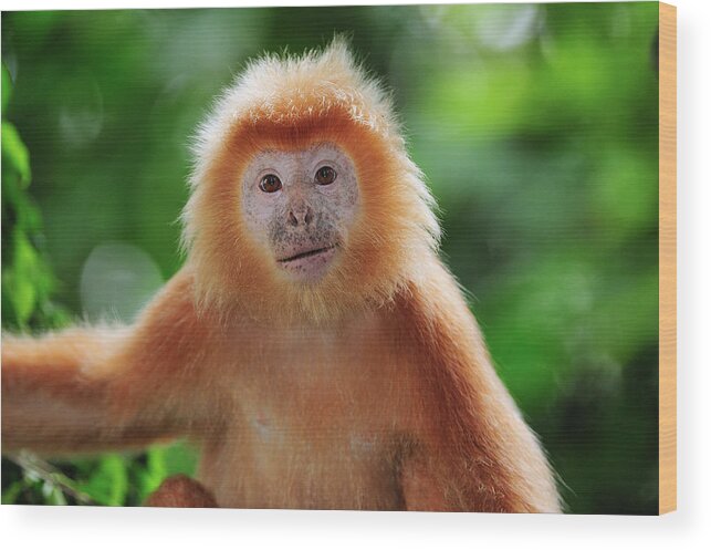 Mp Wood Print featuring the photograph Ebony Leaf Monkey Trachypithecus by Thomas Marent