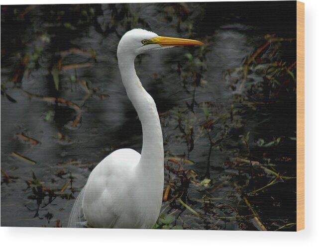 Reddish Egret Wood Print featuring the photograph Egret by David Weeks