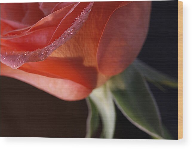 Rose Wood Print featuring the photograph Elegance l by Shirley Mitchell