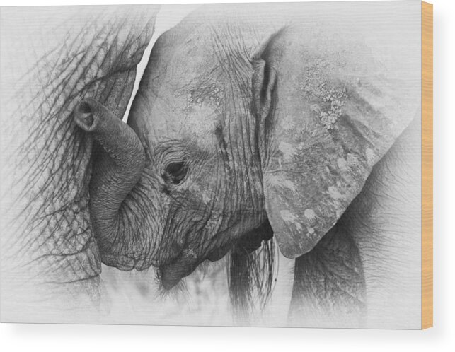 Africa Wood Print featuring the photograph Elephant calf in black and white by Johan Elzenga