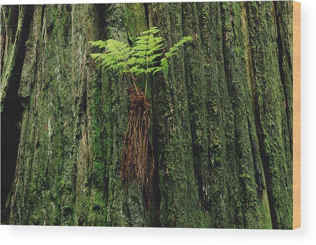 Mp Wood Print featuring the photograph Epiphytic Fern Growing On Redwood by Gerry Ellis