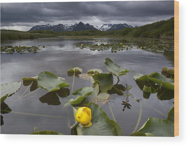 Mp Wood Print featuring the photograph European Yellow Pondlily Nuphar Lutea by Matthias Breiter