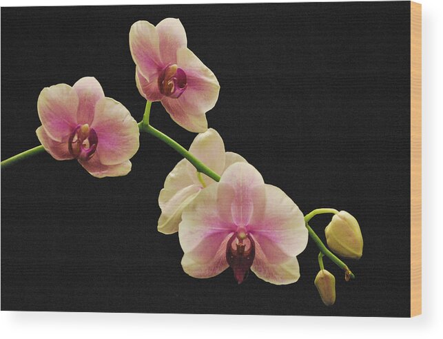 Flowers Wood Print featuring the photograph Evening Orchid by Gail Stephenson