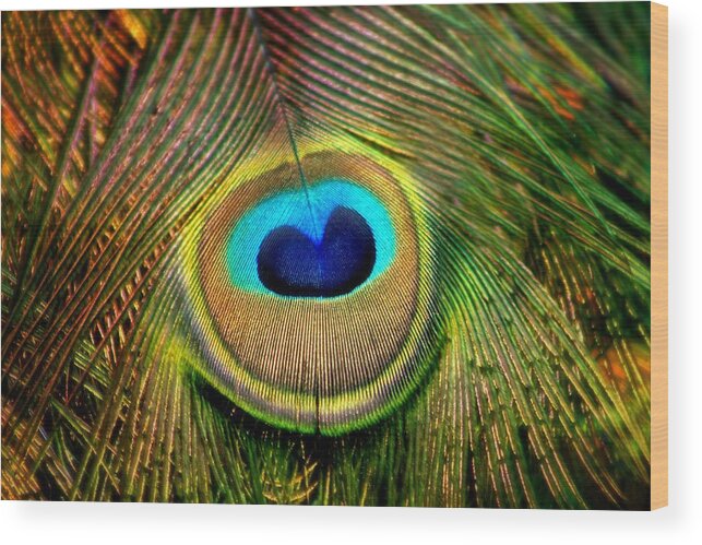 Peacock Wood Print featuring the photograph Eye of the Peacock Feather by Tracie Schiebel