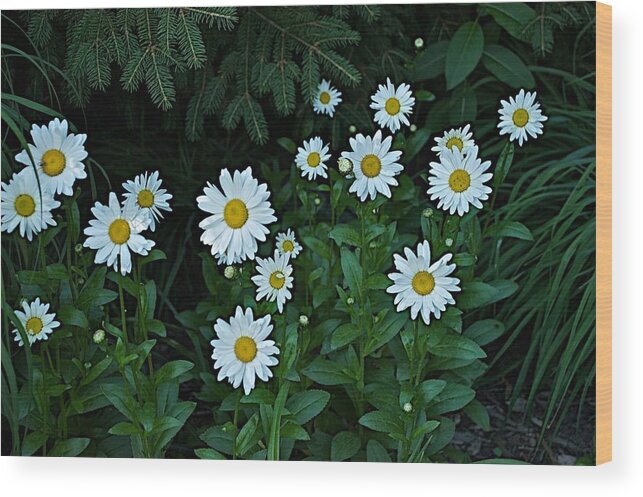 Flower Wood Print featuring the photograph Eyes by Joseph Yarbrough