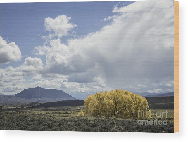 Colorado Rural Scene Wood Print featuring the photograph Fall Color and Mountain by David Waldrop