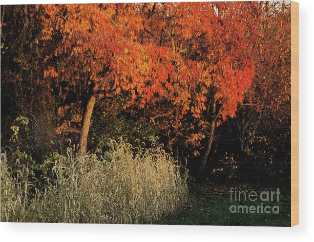 Fall Color Orange Grass Leaves Sunlight Evening Light Wood Print featuring the photograph Fall Colors 2 by Vilas Malankar