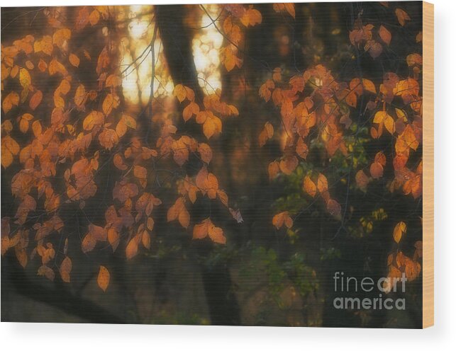 Fall Colours Wood Print featuring the photograph Fall Colours by Art Whitton