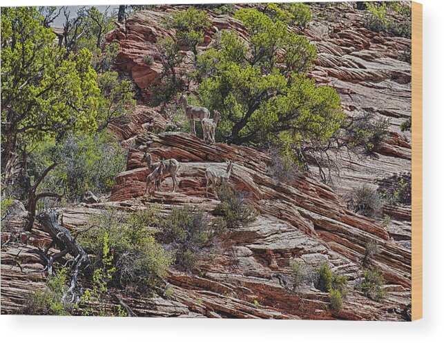 Hdr Wood Print featuring the photograph Family Of Bighorns by Stephen Campbell