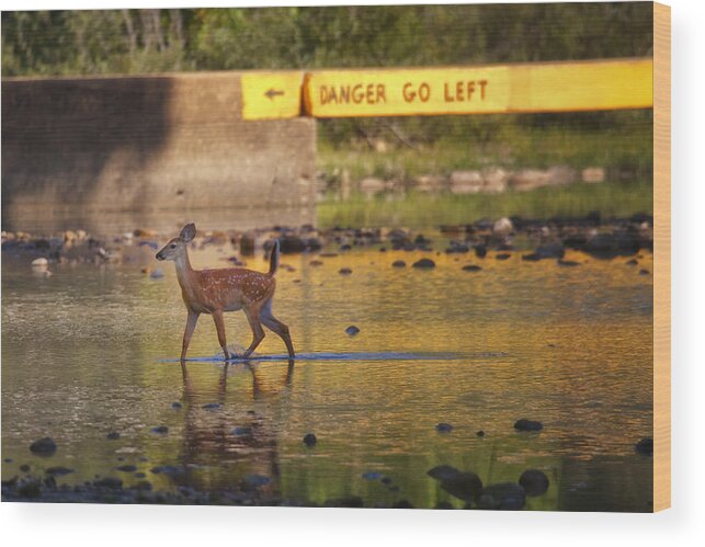 Fawn Wood Print featuring the photograph Fawn Crossing the Buffalo National River at Ponca by Michael Dougherty