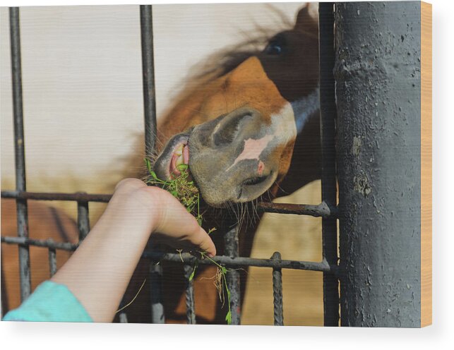 Horse Wood Print featuring the photograph Feeding the horses in the zoo by Michael Goyberg