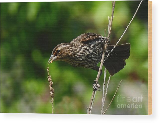 Bird Wood Print featuring the photograph Female Red Wing Blackbird by Elaine Manley