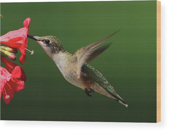 Ruby-throated Hummingbird Wood Print featuring the photograph Female Ruby-Throated by Dale J Martin