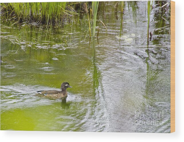 Photography Wood Print featuring the photograph Female Wood Duck by Sean Griffin