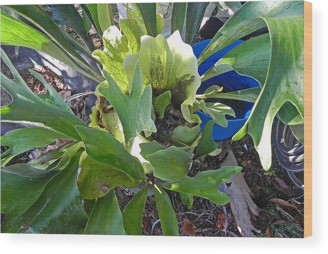 Staghorn Wood Print featuring the photograph Fern With Blue Bucket by Patricia Greer