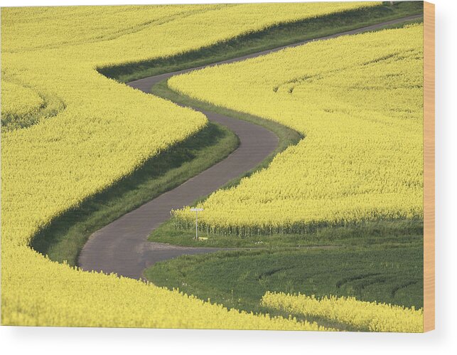 Mp Wood Print featuring the photograph Field Mustard Brassica Rapa Fields by Cyril Ruoso