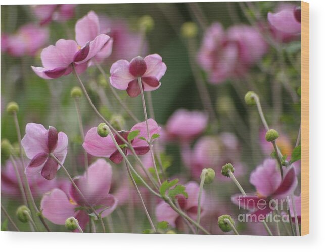 Floral Wood Print featuring the photograph Field Of Japanese Anemones by Living Color Photography Lorraine Lynch