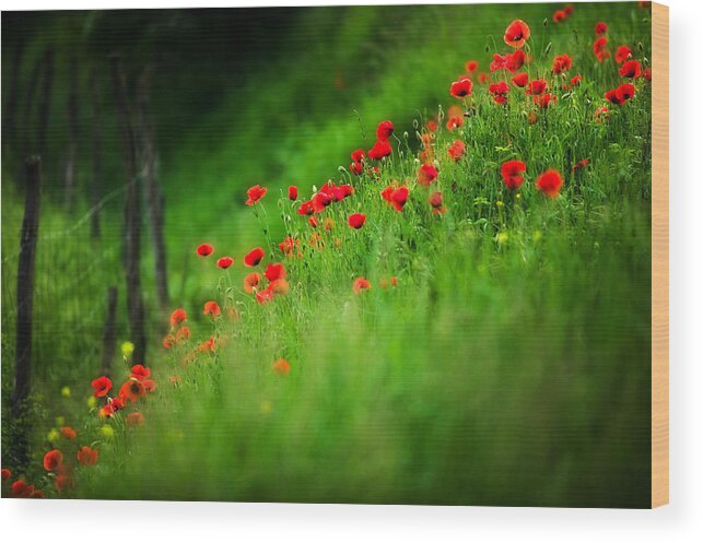 Poppies Wood Print featuring the photograph Fiori di Toscana by John Galbo