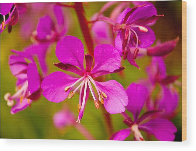 Wildflower Wood Print featuring the photograph Fireweed by Tikvah's Hope