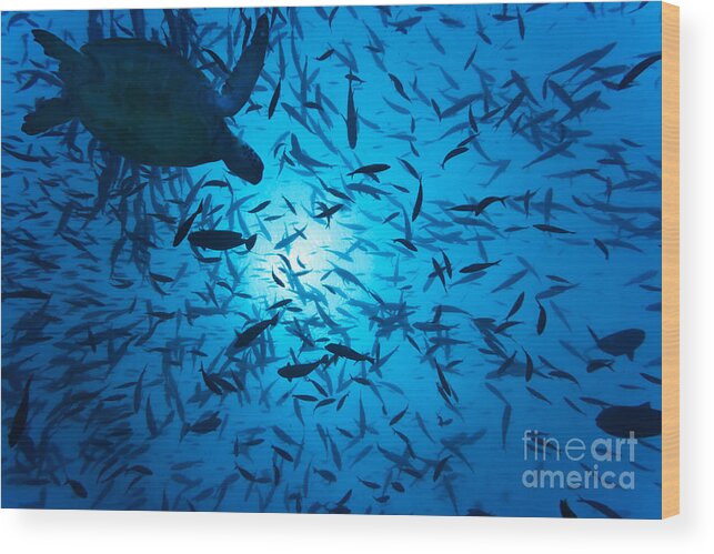 Underwater Wood Print featuring the photograph Fishes and turtle by MotHaiBaPhoto Prints