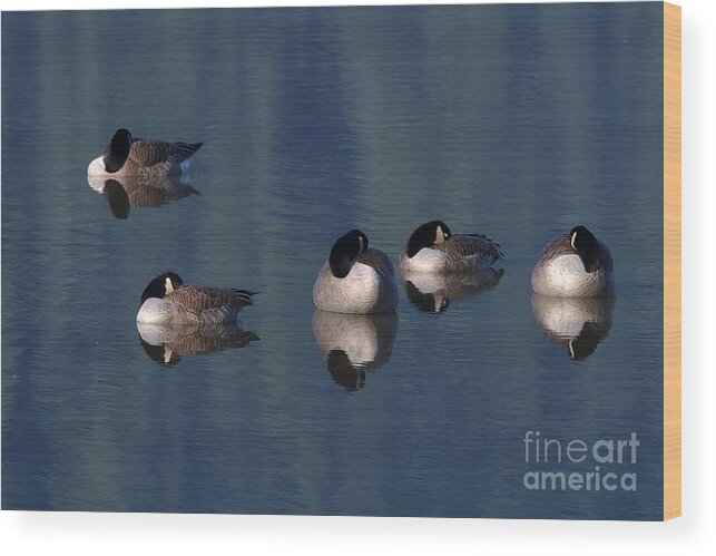 Canada Geese Wood Print featuring the photograph Five Geese Napping by Sharon Talson