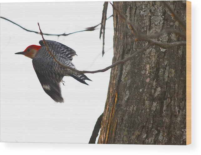 Woodpecker Wood Print featuring the photograph Flight of the Woodpecker by Brian Stevens