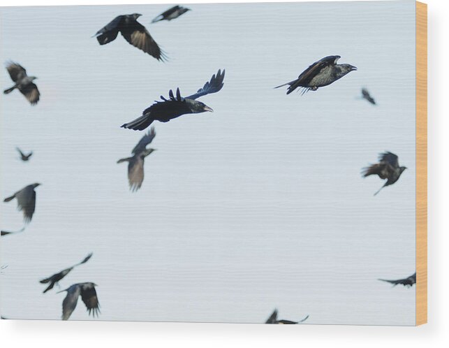 Flock Wood Print featuring the photograph Flock of crows by Bradford Martin